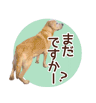 我が家のラブラドール（個別スタンプ：34）