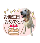 我が家のラブラドール（個別スタンプ：37）