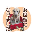 我が家のラブラドール（個別スタンプ：38）