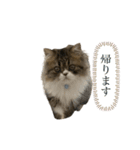 ちゃぶのすたんぷ（個別スタンプ：1）