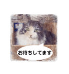 美容院予約にも！のんちゃんスタンプ（個別スタンプ：6）