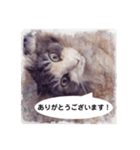 美容院予約にも！のんちゃんスタンプ（個別スタンプ：12）