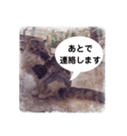 美容院予約にも！のんちゃんスタンプ（個別スタンプ：20）