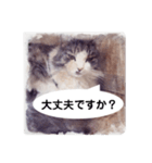 美容院予約にも！のんちゃんスタンプ（個別スタンプ：25）