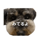 コロン©愛 2（個別スタンプ：12）