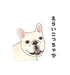 使える関西弁フレブル犬（個別スタンプ：14）