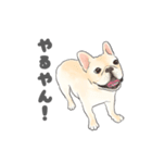 使える関西弁フレブル犬（個別スタンプ：19）