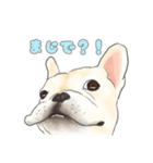 使える関西弁フレブル犬（個別スタンプ：31）