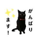 ウチの4にゃんズ②（個別スタンプ：11）