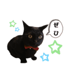 ウチの4にゃんズ②（個別スタンプ：19）