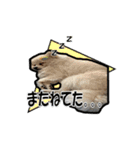 そら＆はく2(ポメラニアン)（個別スタンプ：10）