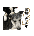 イタグレのもぐの日常（個別スタンプ：7）