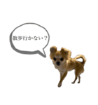 うちのちゃろちゃん②（個別スタンプ：4）