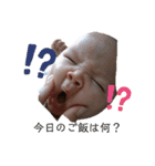 すず＆なぎスタンプ（個別スタンプ：1）