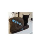 猫の手は借りられない（個別スタンプ：1）