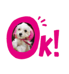くぅちゃんスタンプーー（個別スタンプ：1）