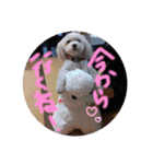 くぅちゃんスタンプーー（個別スタンプ：17）