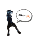 Mシュナのみこし♂④（個別スタンプ：1）