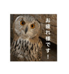 ふくろうーず（個別スタンプ：1）