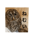 ふくろうーず（個別スタンプ：4）