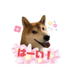 もものすけ part2（個別スタンプ：11）