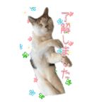 三毛猫の写真スタンプ～日常編～（個別スタンプ：2）
