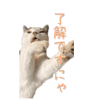 三毛猫の写真スタンプ～日常編～（個別スタンプ：3）