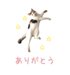 三毛猫の写真スタンプ～日常編～（個別スタンプ：6）