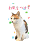 三毛猫の写真スタンプ～日常編～（個別スタンプ：10）