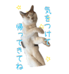 三毛猫の写真スタンプ～日常編～（個別スタンプ：11）