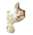 三毛猫の写真スタンプ～日常編～（個別スタンプ：13）