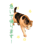 三毛猫の写真スタンプ～日常編～（個別スタンプ：16）