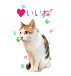 三毛猫の写真スタンプ～日常編～（個別スタンプ：17）