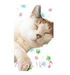 三毛猫の写真スタンプ～日常編～（個別スタンプ：18）