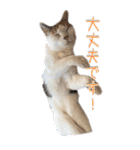 三毛猫の写真スタンプ～日常編～（個別スタンプ：22）