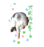 三毛猫の写真スタンプ～日常編～（個別スタンプ：23）