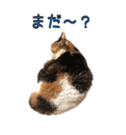 三毛猫の写真スタンプ～日常編～（個別スタンプ：26）