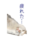 三毛猫の写真スタンプ～日常編～（個別スタンプ：31）
