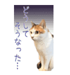 三毛猫の写真スタンプ～日常編～（個別スタンプ：33）