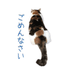 三毛猫の写真スタンプ～日常編～（個別スタンプ：34）