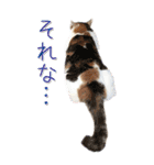 三毛猫の写真スタンプ～日常編～（個別スタンプ：35）