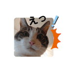 武居familiar8（個別スタンプ：18）