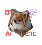 武居familiar8（個別スタンプ：21）