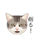 使い易い☆猫ちゃんスタンプ（個別スタンプ：14）