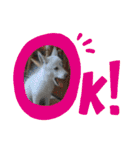 モモ姉さんのLINEスタンプ（個別スタンプ：1）