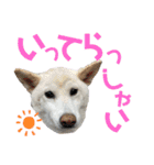 モモ姉さんのLINEスタンプ（個別スタンプ：4）