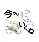 モモ姉さんのLINEスタンプ（個別スタンプ：8）