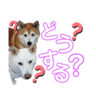 モモ姉さんのLINEスタンプ（個別スタンプ：10）