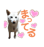 モモ姉さんのLINEスタンプ（個別スタンプ：11）