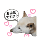 モモ姉さんのLINEスタンプ（個別スタンプ：13）